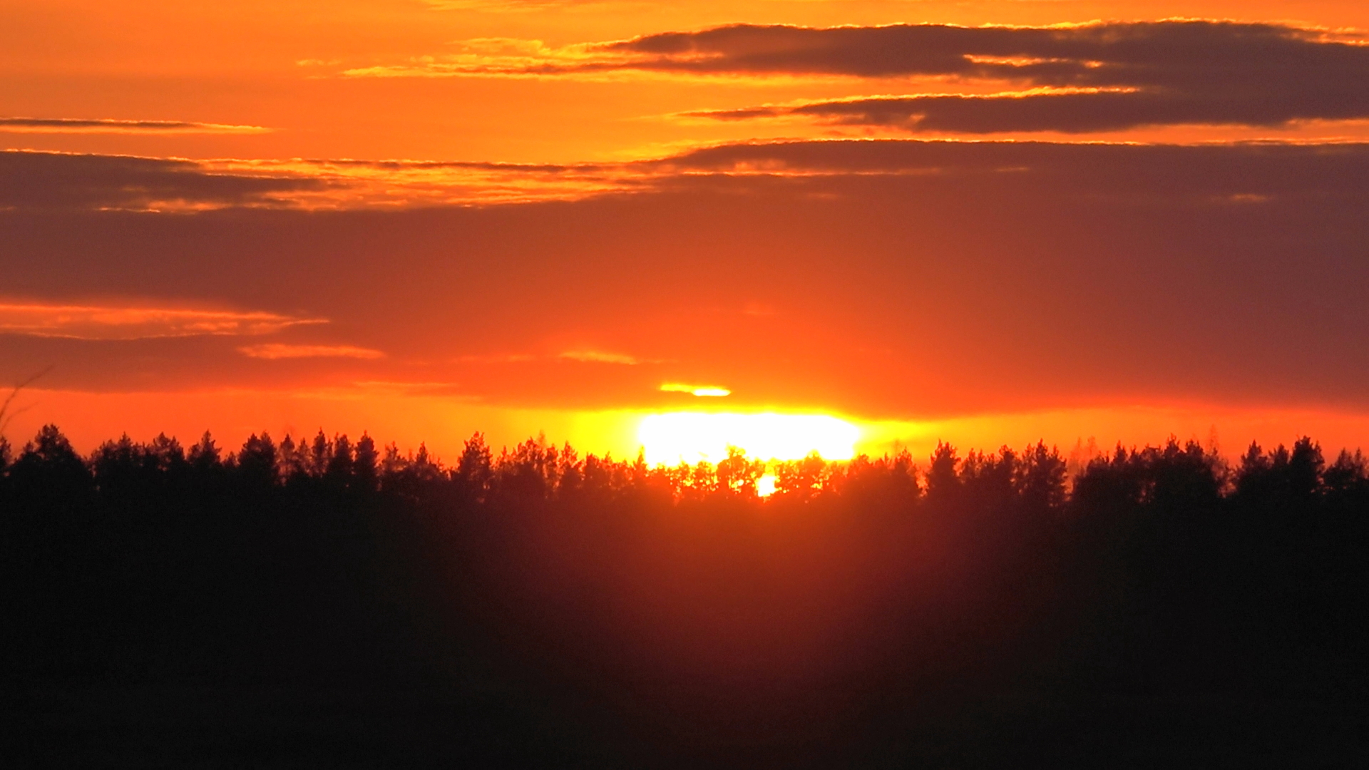 Охота на гуся вечером на болотах #25.1 / Выстрел в темноту смотреть онлайн