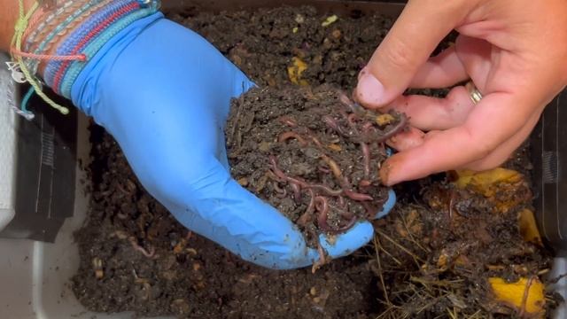 Dozen Roses in a Tiny Worm Bin 9 Days Later + Mite Time Lapse | Vermicompost Worm Farm смотреть онлайн