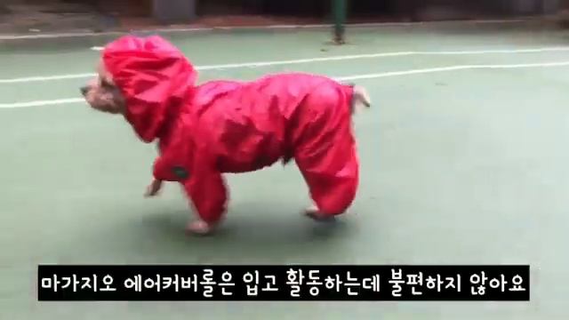 Дождевики для йорков - новинки одежды для собак от PuppyAngel смотреть онлайн