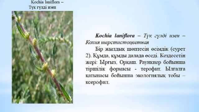 Базаргалиева А.А. Аймақтық флористика. Лекция №10 смотреть онлайн