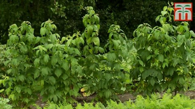 How To Grow Raspberries With Thompson And Morgan. Part 1: Planting And Caring For Your Raspberries.