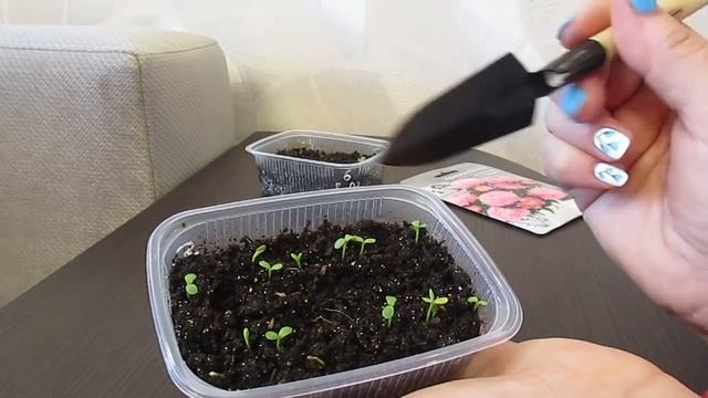 100% всхожесть.Два самых надёжных способа посева семян астры. смотреть онлайн