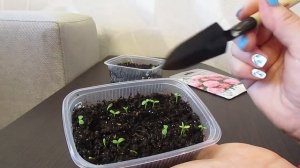 100% всхожесть.Два самых надёжных способа посева семян астры.