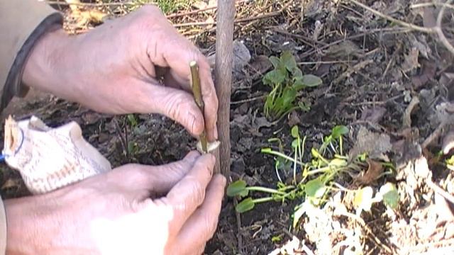 Прививка груши на иргу