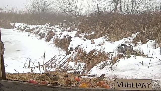 Овсянка обыкновенная и дрозд чёрный - 12 декабря 2023 смотреть онлайн