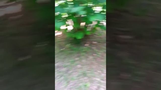 Raccolta tartufo in tartufaia coltivata Tuber aestivum o Scorzone - Tartufaie.it смотреть онлайн