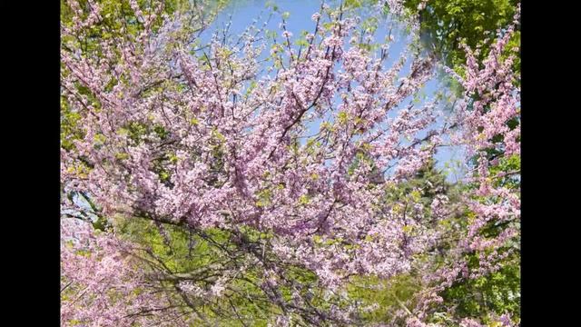 Весеннее цветение / Spring flowers смотреть онлайн