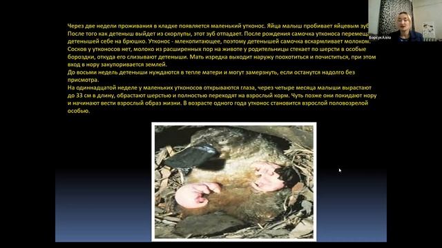Утконос  ▶ Биология для начинающих