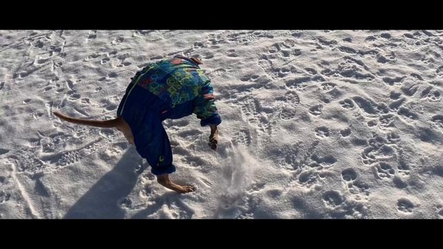 Фильм про Питбуля смотреть онлайн