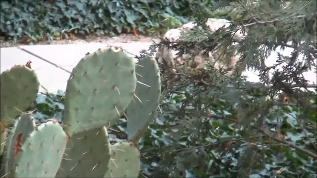 Отдых в Крыму, Гурзуф, Рынок Гурзуфа, пляжи, набережная смотреть онлайн