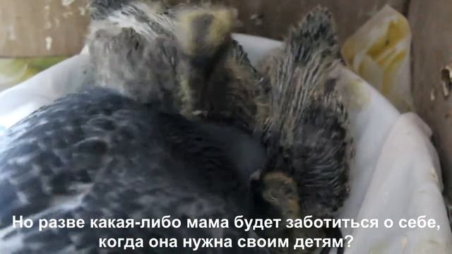 Как мама-голубка выкармливала голубят ✿ Like A Pigeon Feeding Little Pigeons