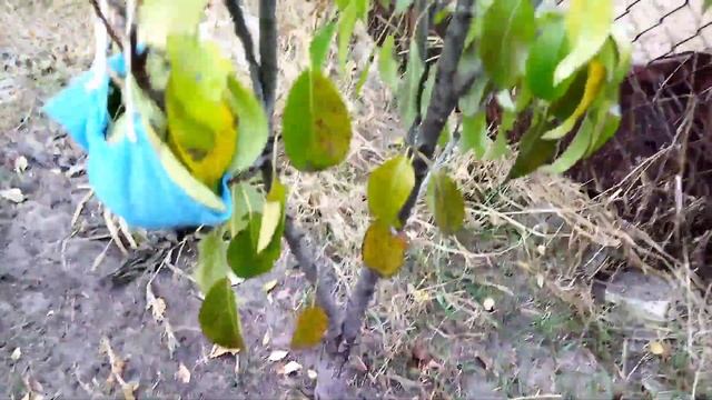 Колонавидная груша сорт позднего созревания плодов или сигнальный урожай 2021 на 9 год после посадк смотреть онлайн