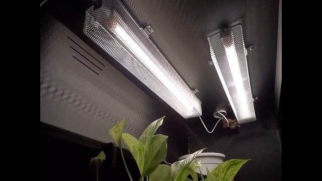 Kalatoa Super Dwarf | Enclosure Setup смотреть онлайн