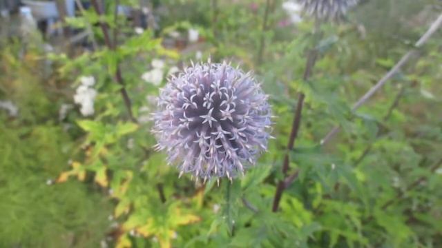 Эхинопс растение для рокария. смотреть онлайн