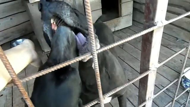 Кане Корсо запеLа-Lа-Lа Cane Corso sings смотреть онлайн