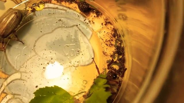 Мои жуки смотреть онлайн