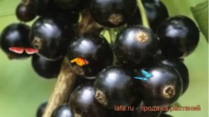 Смородина черная Черный жемчуг (ribes nigrum) ? обзор: как сажать, саженцы смородины Черный жемчуг