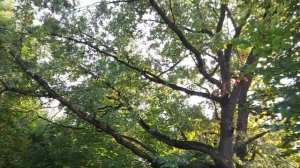 Тропы здоровья. Прогулки на природе. Лесопарк Покровское-Стрешнево. Москва.