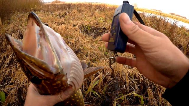 Щука на неогруженную резину поздней осенью. смотреть онлайн