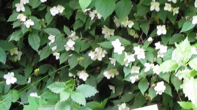 Abundant flowering/Обильное цветение/Philadelphus coronarius/Чубушник венечный смотреть онлайн