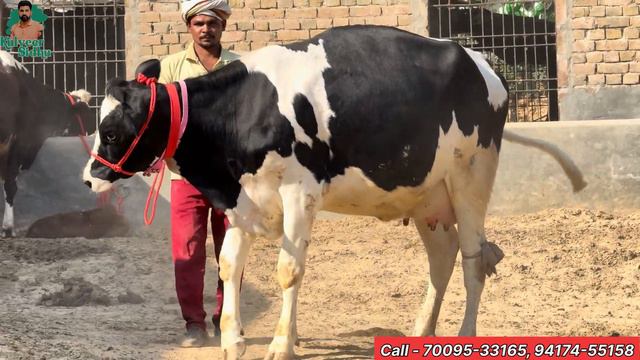 20 से 40 लीटर दूध की 30 गाय बिकाऊ। दाम औरों से 20000 तक सस्ता।, Low price at Surinder Dairy Farm смотреть онлайн