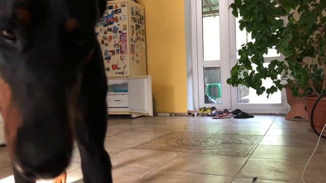 VLOG 4: ДОБЕРМАН ОДИН ДОМА//БЕДНЫЕ СОСЕДИ смотреть онлайн