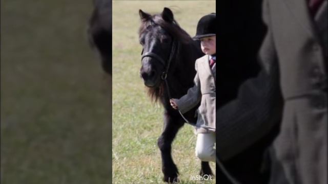 Самые Крохотные ЛОШАДКИ на планете; Голоса и звуки животных; Животные вокруг нас смотреть онлайн