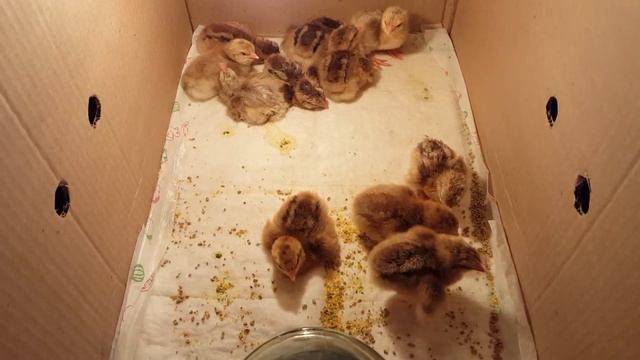 Новые цыплятки Билефельдеры. смотреть онлайн