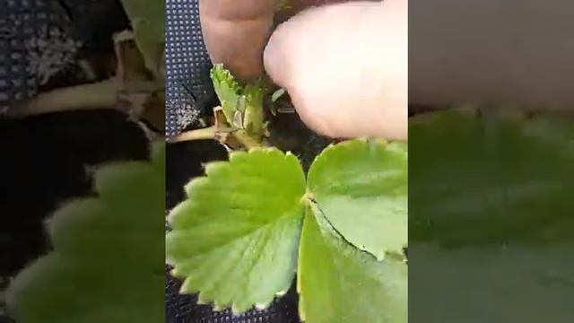 Садовая земляника Альбион под агроволокном. смотреть онлайн