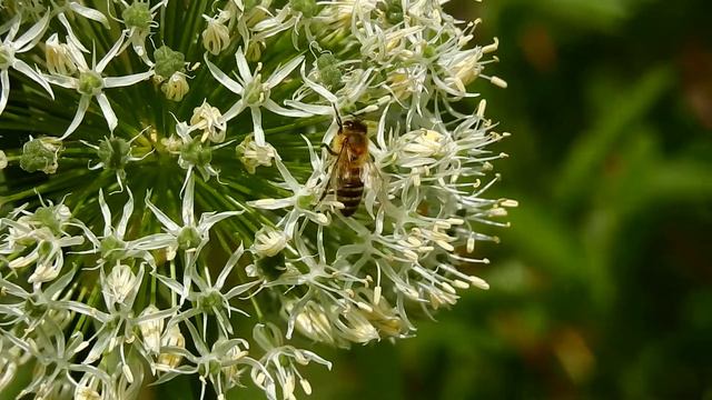 Honeybees on allium