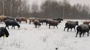 Гиссарские овцы и их заболевания