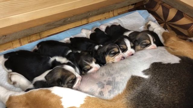 Щенки бигля - 2 недели смотреть онлайн