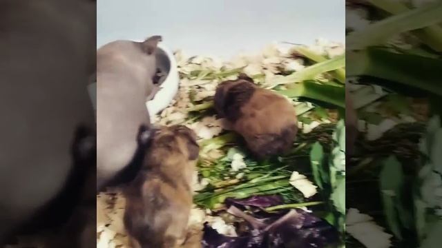 Скинникариеры смотреть онлайн