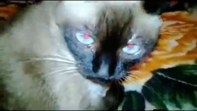 Вот что значит сиамская кошка! смотреть онлайн