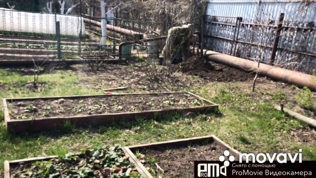 Купили флокс шиловидный?Дела дачные) смотреть онлайн