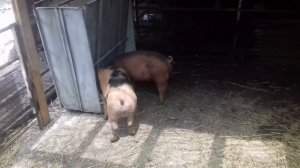 Кормление поросят без БМВД и Премиксов. Начинаем эксперимент. 17.06.20 г.