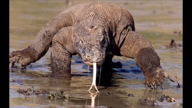 Драконы острова Комодо - The dragons of Komodo смотреть онлайн