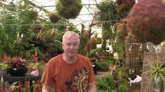 Ask Mr Tillandsia Eps. 7 смотреть онлайн