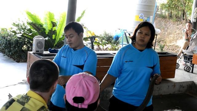 змеиная ферма Пхукет смотреть онлайн