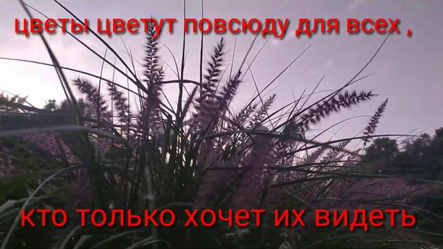 Красивые цветы! смотреть онлайн