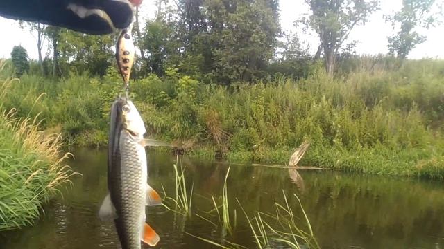 В поисках голавля на малой реке Подмосковья смотреть онлайн