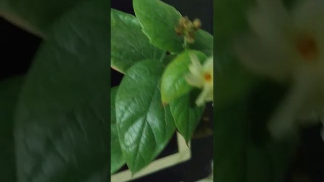 Harsingar (night jasmine) , Parijat blooming in my balcony garden. смотреть онлайн