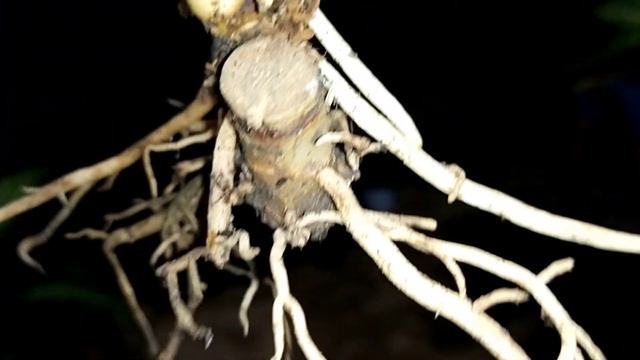 Aglonema MURAH MERIAH LAGI ( JANGAN SAMPAI KEHABISAN ) смотреть онлайн