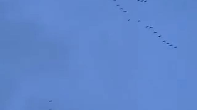 Migrants. Valtava kurkiaura смотреть онлайн