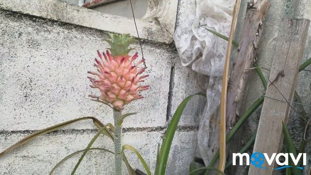 Русская улица район Пратамнак обзор полезная информация Паттайя Таиланд смотреть онлайн