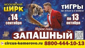 Тигры на земле и в воздухе в Кемерово