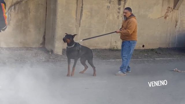 Diferentes tipos de DOBERMAN - Types of DOBERMAN смотреть онлайн