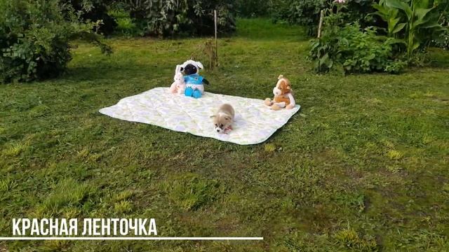 Первая прогулка малышки с красной ленточкой из Т-помета питомника "Фрай винд" смотреть онлайн