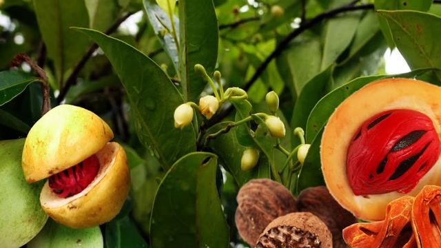 Самые Дорогие Орехи в Мире