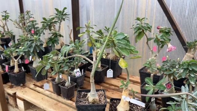 О созревании стручков с семенами адениума смотреть онлайн